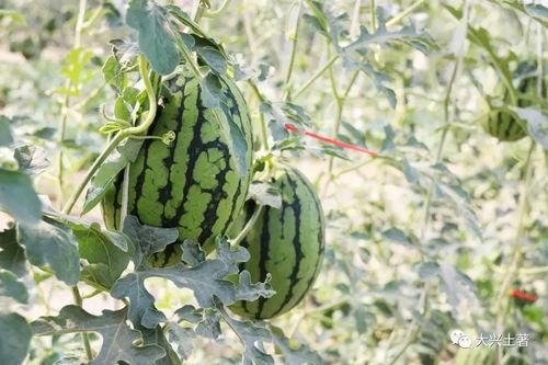 qq的网红吃瓜,揭秘QQ平台上的热门事件与幕后真相 第2张 qq的网红吃瓜,揭秘QQ平台上的热门事件与幕后真相 第2张