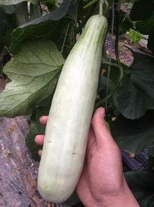 qq的网红吃瓜,揭秘QQ平台上的热门事件与幕后真相 第3张 qq的网红吃瓜,揭秘QQ平台上的热门事件与幕后真相 第3张